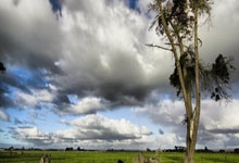 苟仲文被判死缓